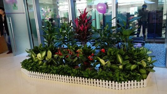 衢州植物租赁